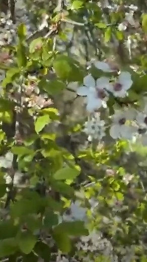 🌸 **Le Prunus cerasifera, aussi appelé Myrobolan** 🌸 Cet arbre de la famille des Rosacées se distingue par une floraison unique : fleurs et feuilles apparaissent en même temps, offrant un spectacle coloré dès le début du printemps. Ses fruits, les prunes de Myrobolan, existent en deux teintes : jaune ou bordeaux. Leur goût et leur usage en cuisine sont identiques, parfaits pour des confitures, tartes ou compotes ! Avez-vous déjà goûté ces prunes sauvages ? 🍑🌿 #PrunusCerasifera #Myrobolan #Pl