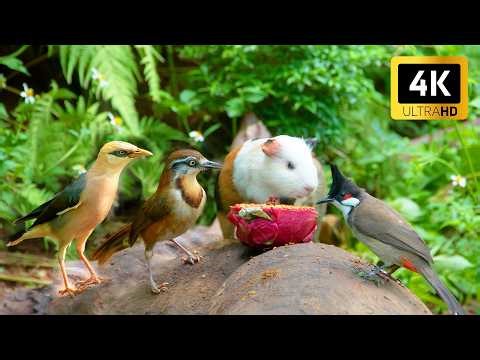 Cat TV 😻 Dog TV | Cute Summer Birds and Guinea Pig in the Forest 😻 4 Hours of TV for Cats