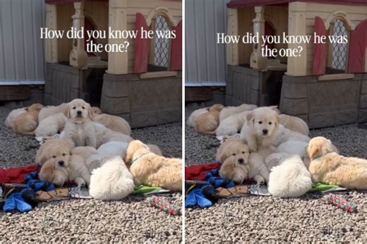 Owner realizes the exact moment golden retriever puppy chose her