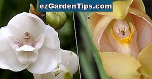 Nombres de árboles hawaianos 🌱 Tips Jardineros - Es.ezGardenTips.com