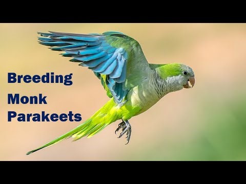 Breeding Monk Parakeets (Quakers) & Exploring Mutations - Deep Dive Discussion