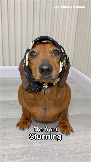 Are you telling the truth? #dog #dogs