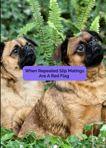 Slip matings in dog breeding are common — but repeated slip matings deserve closer attention. This video explains when a normal breeding variation becomes a pattern worth investigating, and why anatomy, timing, behaviour, or management may be limiting successful natural mating. Educational content about canine breeding and reproductive physiology.