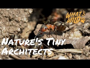 Meet The Keepers of Ecological Balance | What's Wild