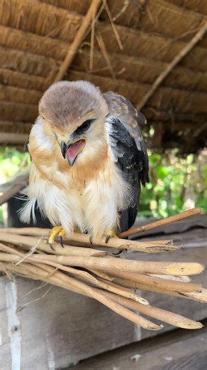 Hawk Sound Screaming😱🦅#shorts #hawk #birds #animals #eagle #wildlife