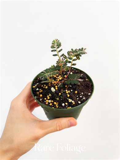 Phyllanthus Urinaria Pink Variegated 4” - US SELLER * - Etsy