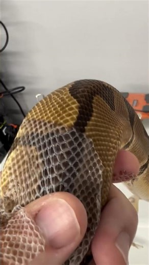 Ball Python Spa Day Exfoliation 💥🤩💥 #ballpython #ballpythonbreeder #exfoliation