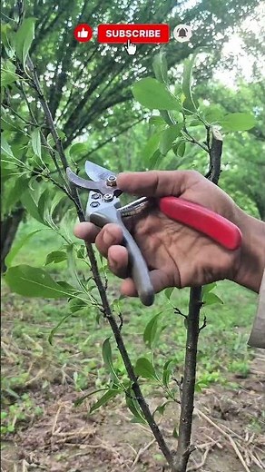 The Right Way to Prune Plum Trees for Better Growth #pruning #peachtree #growin #satisfying #gardeni