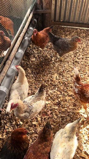 Un cinquantaine de poule Golaith en pré ponte disponible #visibilité #viralvideo #228tiktok🇹🇬🇹🇬 #benintiktok🇧🇯 #usa🇺🇸 @Joe l’américain 🇺🇸🇹🇬💯 @aziskofarms @ELEFORMA @Maison des animaux @DELFAA Togo 🇹🇬 @LA FOIRE KERMESSE @EMOREJ_officiel