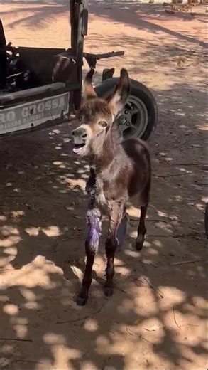 🚨1-Month-Old Donkey Endured At-Home Amputation, Left Screaming With Bones Exposed 🚨 [STORY BELOW]