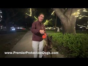 Kingston Elite Belgian Malinois Personal Protection Dog | Off-Leash Obedience in City & Bar Hangout