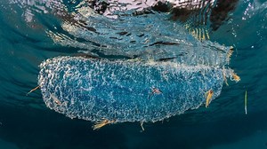 El calamar «gigante» de Motril podría ser de la especie diamante | Ideal