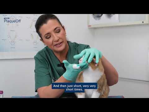 How to Brush Your Cat’s Teeth | Tips from Veterinarian Marie Jury
