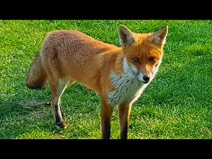 Feeding a wild pregnant fox close up nature video. Meeting a hungry friendly fox: Part 2