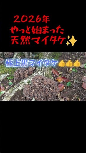待ちに待った天然舞茸✨ #キノコ狩り #マイタケ #舞茸