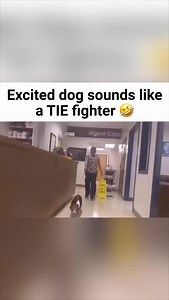 Excited dog sounds just like a TIE fighter - #starwars #starwarsfan #starwarsmemes #dog #dogsofinstagram | Lukes Outpost
