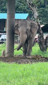 18K views · 10K reactions | These were the living conditions of Thong...