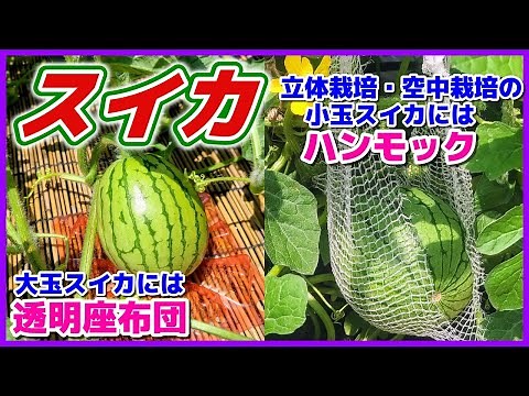 大玉スイカに透明座布団、小玉スイカにハンモック 小玉スイカは立体栽培（空中栽培） 整枝／スイカ栽培／夏武輝／赤小玉／黄小玉