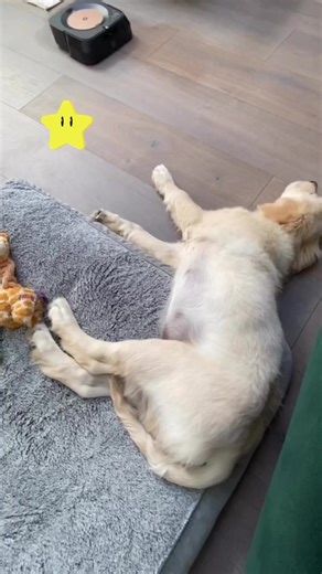 No mop can awaken @‌danteprinceofpless from their slumber 💤 | iRobot