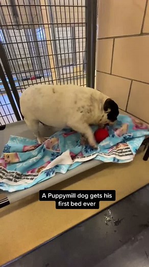 Buster Enjoys His First Bed | Heartwarming Dog Video