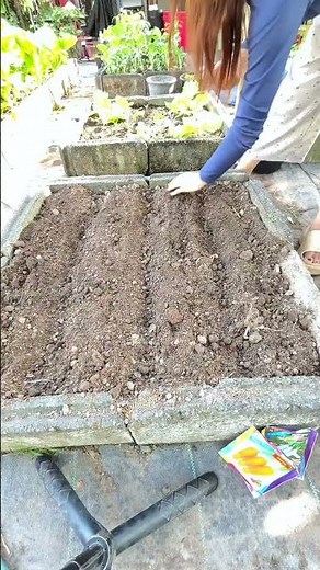 Cómo sembrar zanahorias y ver brotes en 30 días 🥕🌱 #plantas #garden #zanahoria #huerta #farming