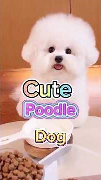Adorable & Funny Poodle Dog Moments! 🐩 | Cute Dog Videos #shorts