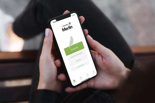 Merlin Bird ID: Vogelbestimmung leichtgemacht mit praktischer Gratis-App