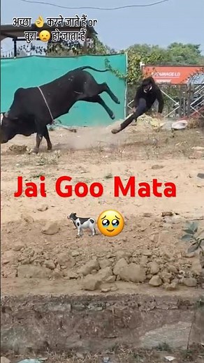 Jai Goo mata 🐄🥺 #cow #animals #jaigomata #pushu #youtubeshorts #shorts