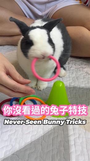 863 reactions · 31 shares | Bunny can do SO many Tricks!?  ✨...