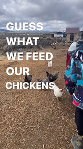 4K views · 38 reactions | I know it may seem weird…. But is it though 樂 What do you think? #homesteading #offgrid #animaladdicts #chickenlady | Offgrid Homestead Fam | Facebook