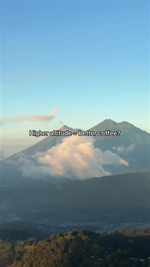 Does higher altitude mean better coffee? Not automatically! But elevation slows growth. Slower development creates denser coffee, and density often leads to brighter acidity, more sweetness, and better structure. That’s why so many specialty coffees are grown above 1,700 meters. Follow for more specialty coffee education! #thirdwavecoffee #specialtycoffee #coffeetok #singleorigincoffee