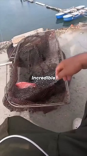 10K views · 31 reactions | Giant Fish Catch | Marching Band Videos | Facebook