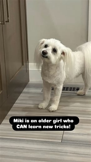Miki the #AmericanEskimo #Bichon mix (how’s that for a cool combo?) doesn’t look a day over 5, but she’s actually 13! Can you believe it? She has the energy of a puppy, and her humans still want her to learn to be calm at the door, and outside, especially since she’s teaching her puppy sister some habits! Dogs learn best from other dogs - that’s why we always teach you how to understand their brains and ways! :)More soon on this lovely lady. Need help with your own pup, senior or any age in betw