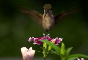 TIL: Hummingbirds Are the World's Hungriest Birds