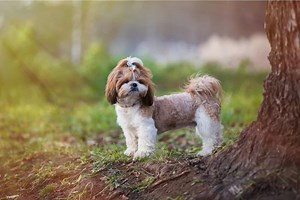 Top 5 Award-Winning Shih Tzu Breeders In Ontario