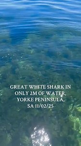1M views · 6.9K reactions | The next time your friend says you will be safe from #sharks in the shallows, show them this!  Footage submitted to Shark Watch SA by Clinton Wood. Captured 2km offshore from #SheaoakFlat in South Australia on 11/02/25. #sharklife #jaws #greatwhiteshark SHARK WATCH SA TEES & HOODIES LINK IN BIO 麗 | Valkyrae | Facebook