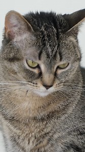 Ruby and Pearl are at War | Ruby the Labrador