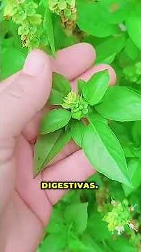 Herbs Many People Take When There Is Inflammation