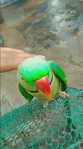 radhe radhe mummy #sortvideo