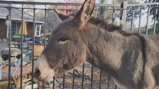 Runaway Donkey Spotted With Herd of Elk 5 Years After Going Missing