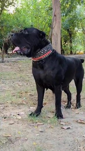 King corso dog