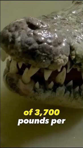The Strongest Bite Force In The Animal Kingdom Saltwater Crocodile
