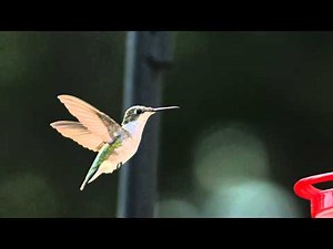 Slow Motion Hummingbird Hovering in Flight near Bird Feeder with Slow Mo Wing Speed HD Video View