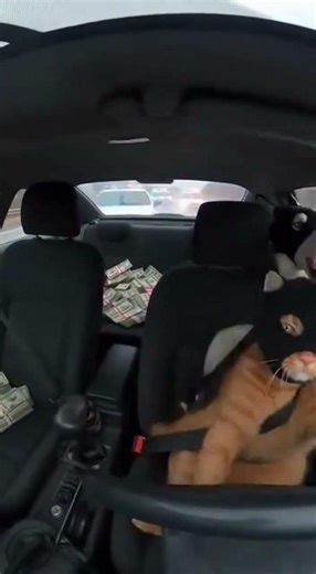 ⚠️ COURSE POURSUITE entre chien et chat, c’est HILARANT 😂