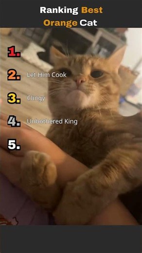 Orange Cat Personality Ranking — Which One Is Yours?