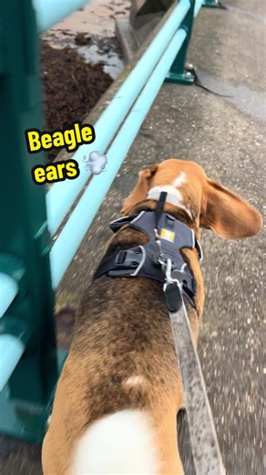When it’s windy my ears go crazy 🤪 #beagle #beagles #cutedog #cutedogs #beachdog