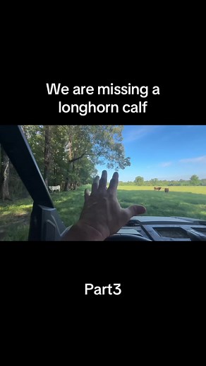 Searching for a Lost Longhorn Calf: A Mother's Journey