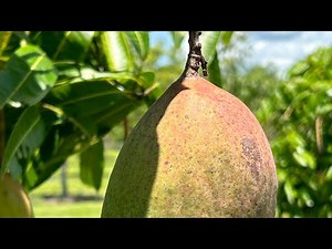 Pickering mango taste test