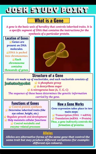 214K views · 2.3K reactions | “Genes: The blueprint of life! Learn their structure, types, functions, and role in inheritance — essential for NEET & Biology enthusiasts.” #Genes #Genetics #DNA #RNA #Inheritance #MolecularBiology #NEETBiology #BiologyNotes #StudyNotes #GeneticMaterial #Chromosomes #BiologyForNEET | Josh Study point | Facebook