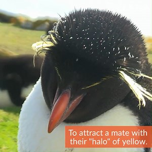 WATCH: Rockhopper penguins have pretty impressive eyebrows! 🤨 Learn more: https://bit.ly/445FEKA | Oceana
